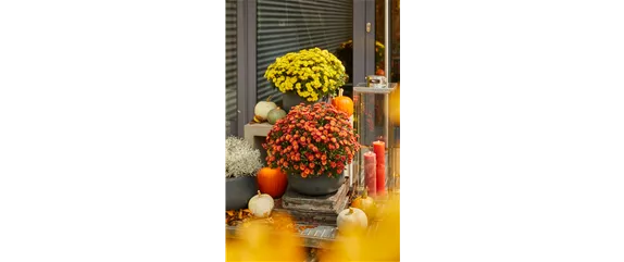 BLüTEN FüR DEN HERBSTBALKON!