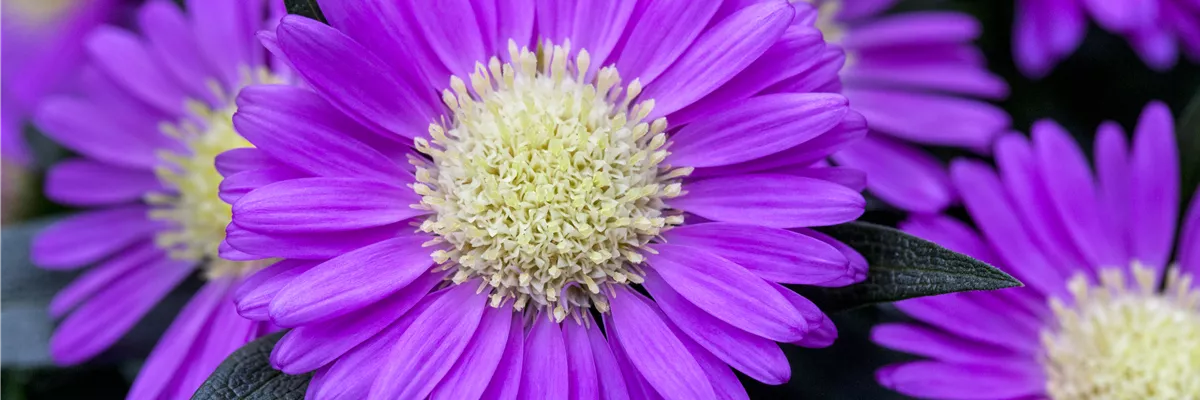 Chrysanthemum Tiara® 'Orchid Pink'