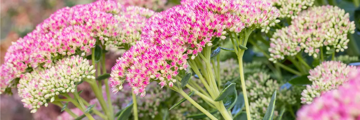 Sedum spectabile