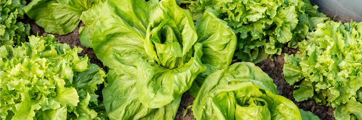 Gemüse - Grüner Radicchio-Salat