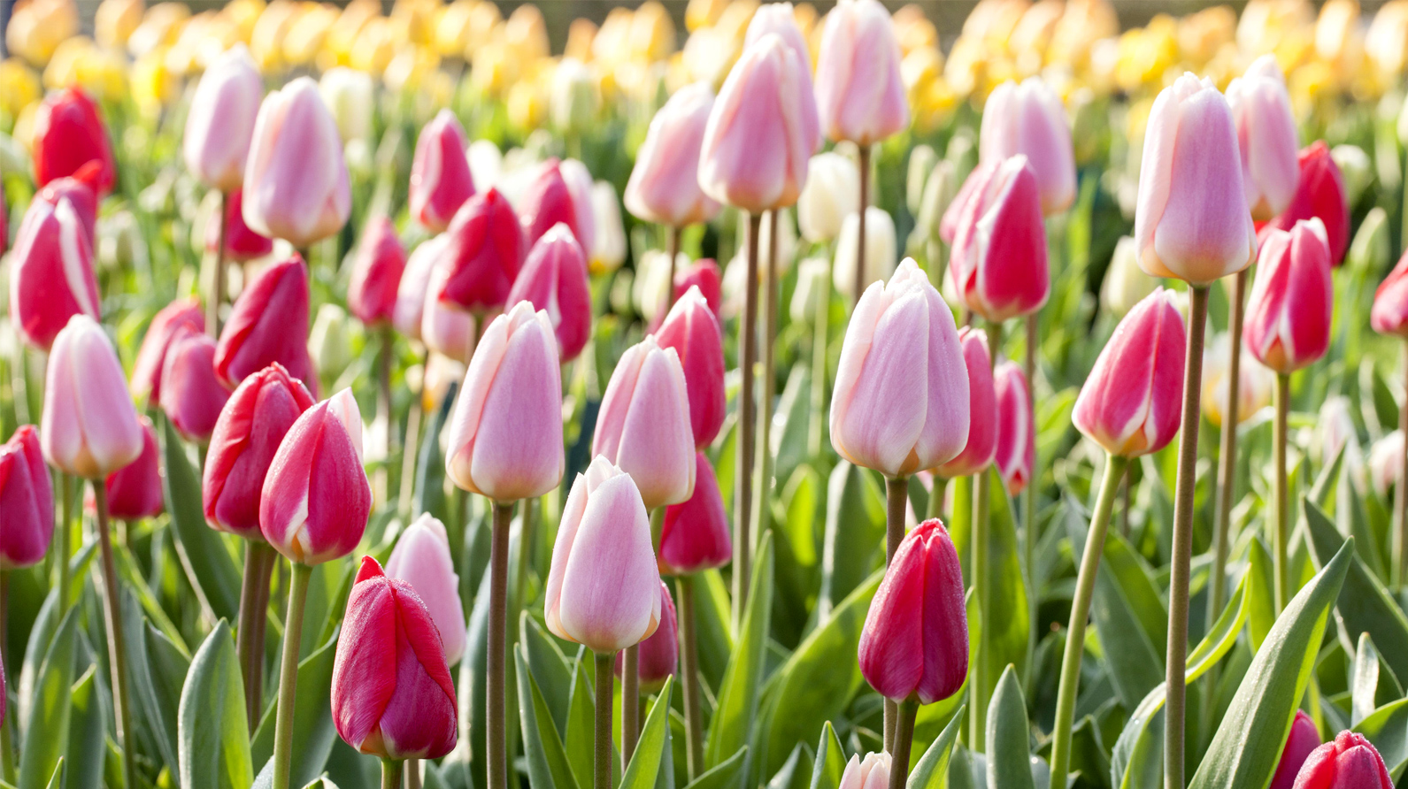 Content-Blumenzwiebeln-Tulpen.jpg