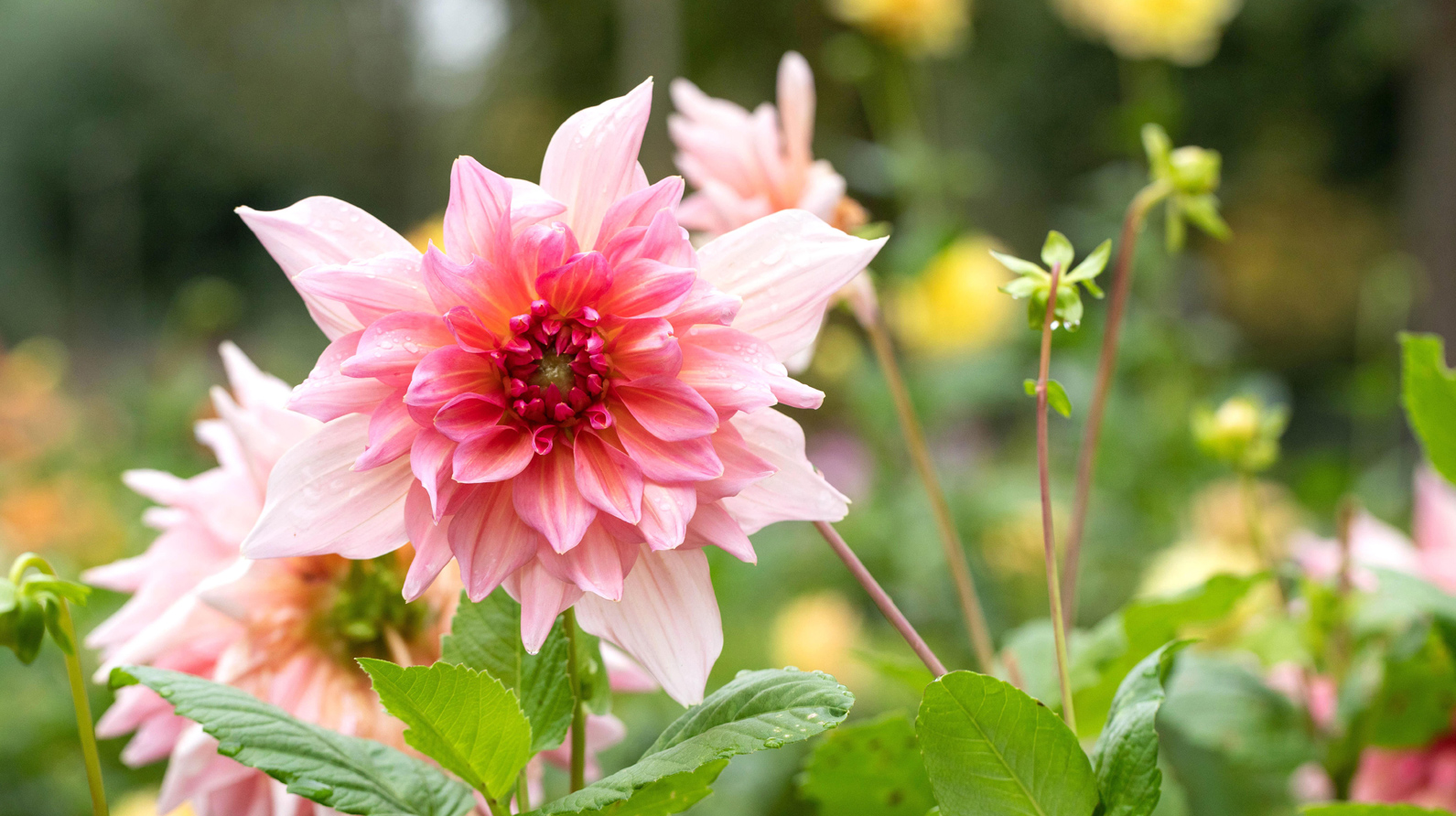 Content-Blumenzwiebeln-Dahlien.jpg