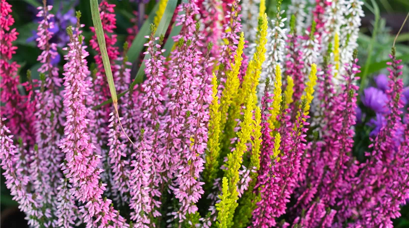 Calluna-mehrfarbig.jpg