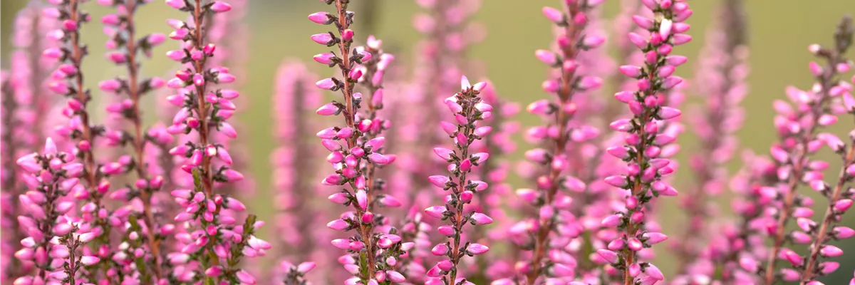 Calluna vulgaris Gardengirls® 'Katja'