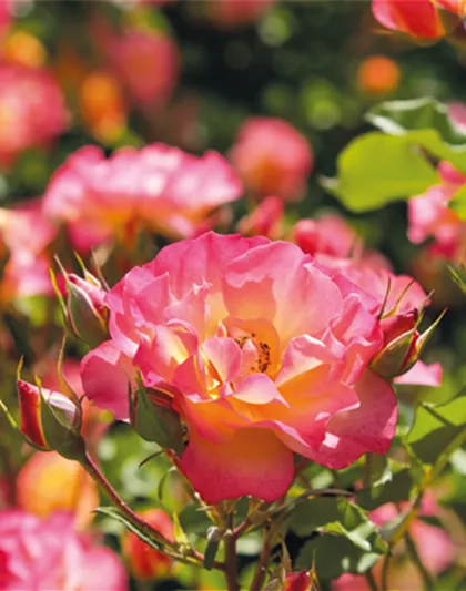 Pflanze des Monats Juli: ROSE