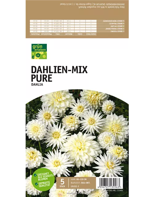 Dahlien-Mix Pure