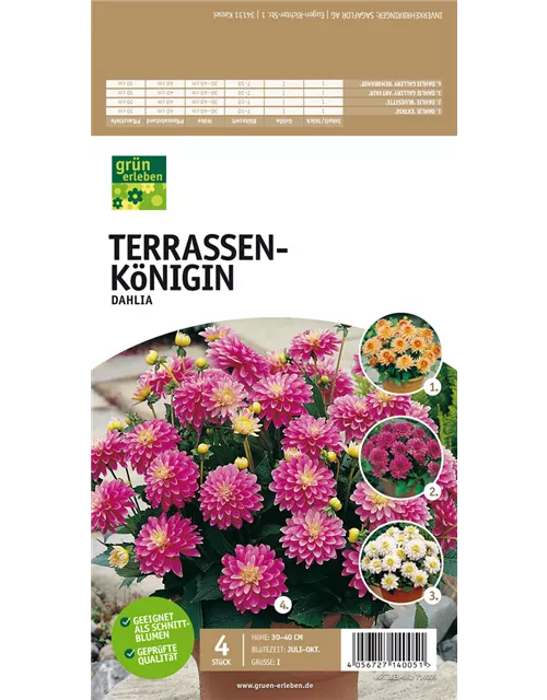 Terrassen-Königin