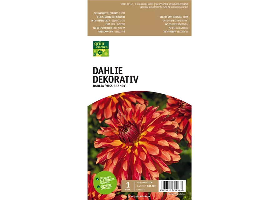 Dekorative Dahlie