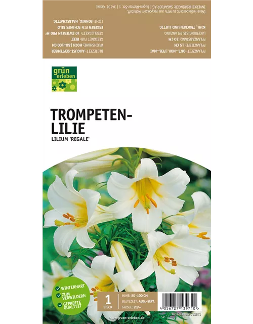 Trompeten-Lilie