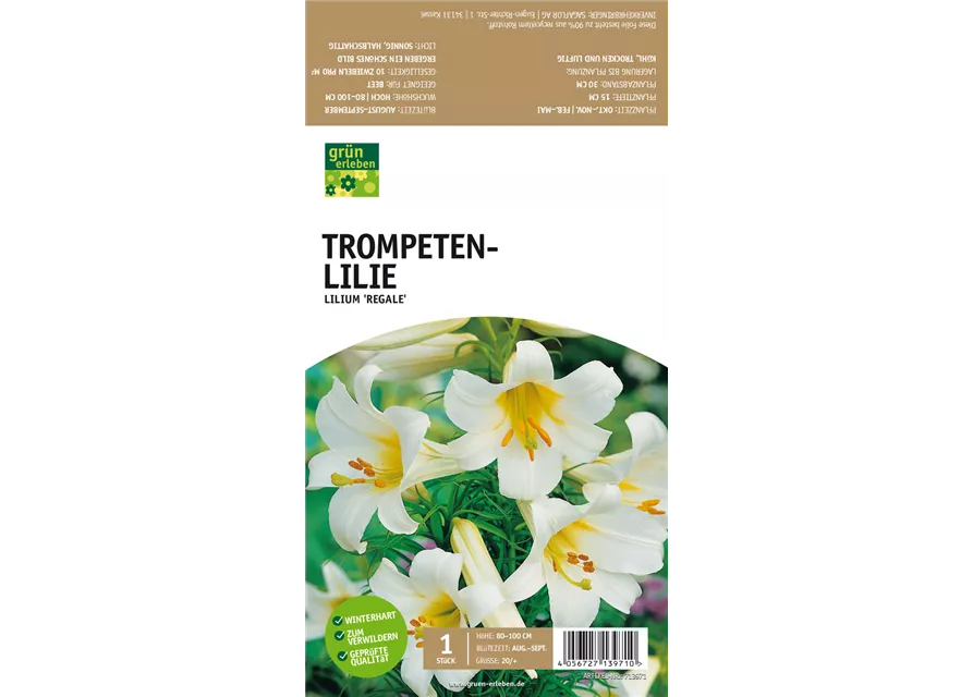 Trompeten-Lilie