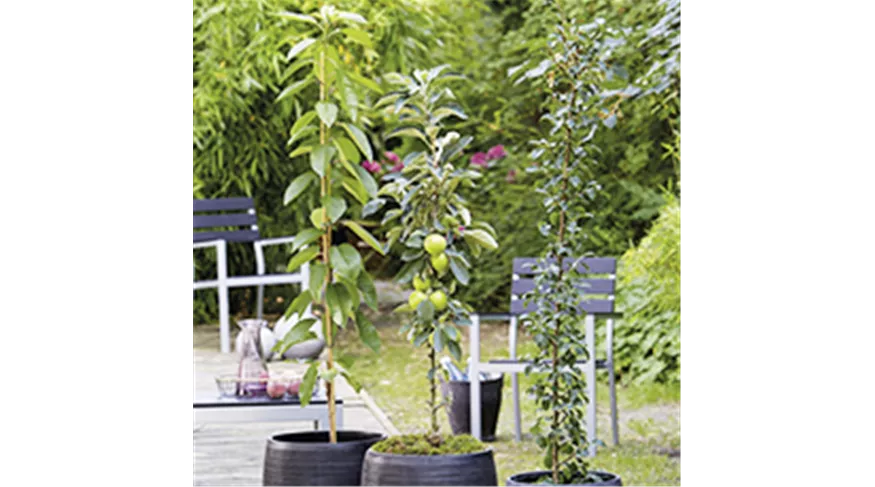 saeulenobst-obstbaum-dauchenbeck-fuerth.jpg