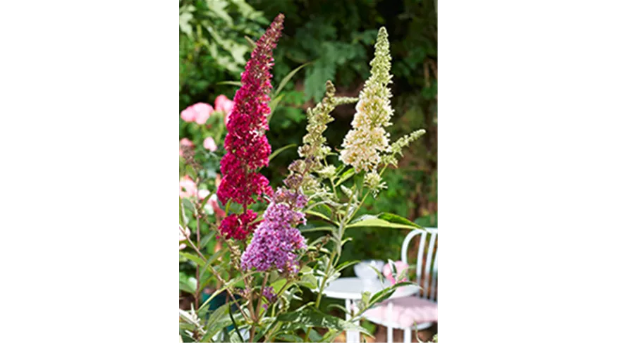 Gartenwelt-Dauchenbeck-Ziergarten-Baeume-Straeucher-rechts.jpg