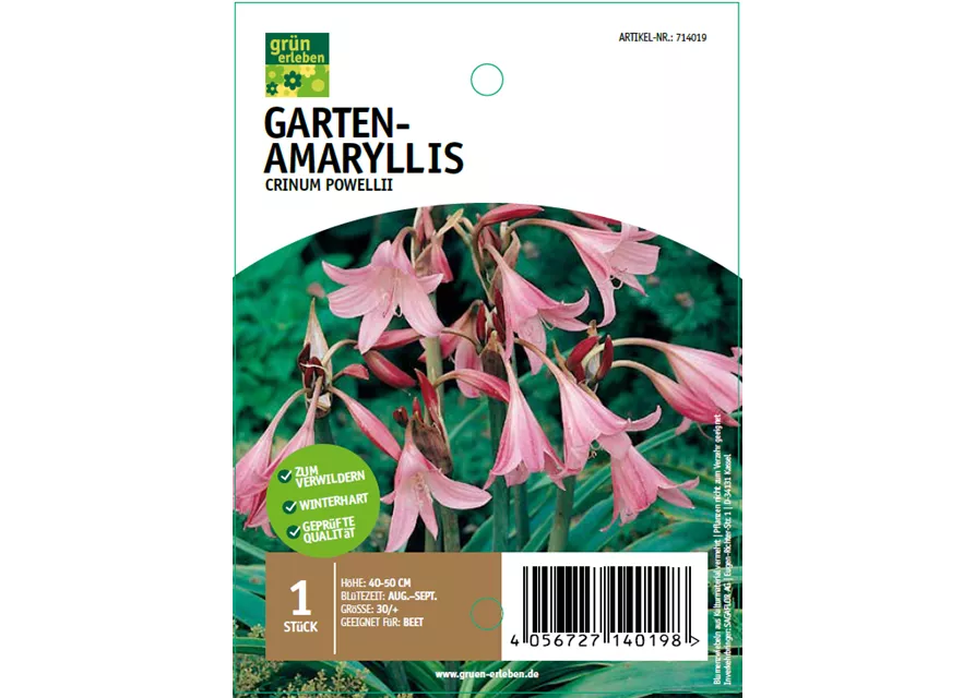 Garten-Amaryllis