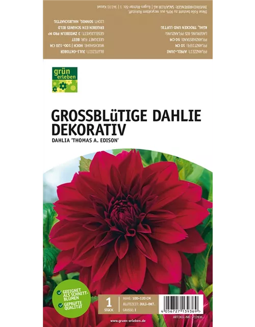 Großblütige Dahlie, Dekorativ