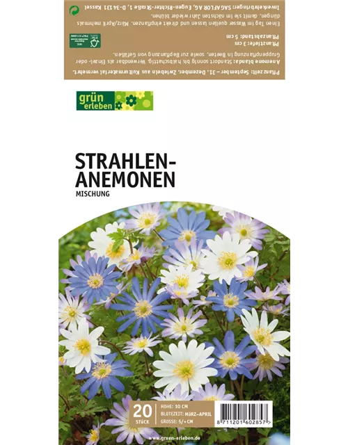 Strahlen-Anemonen