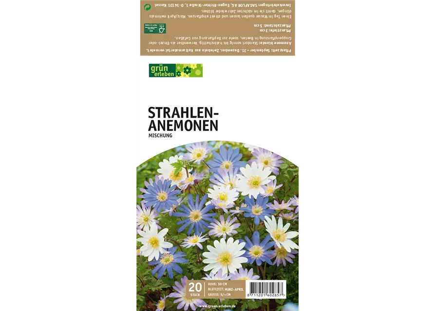 Strahlen-Anemonen