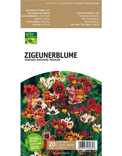 Zigeunerblume