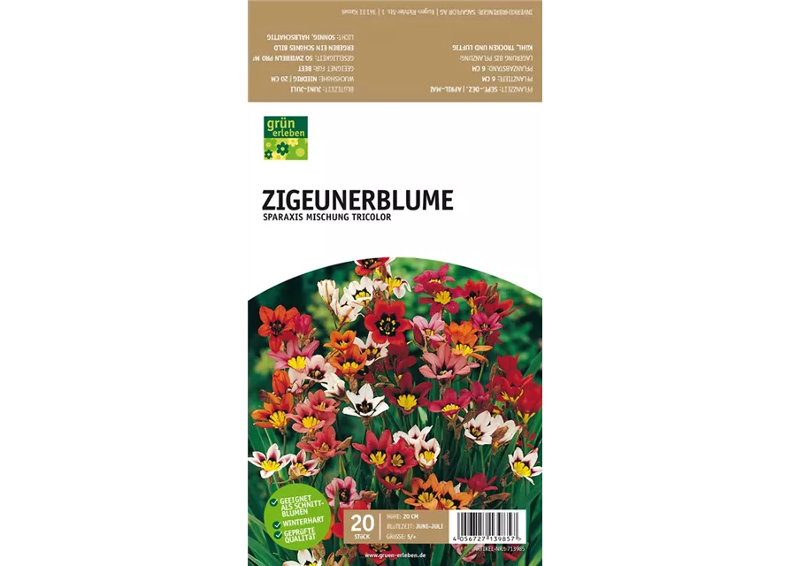 Zigeunerblume