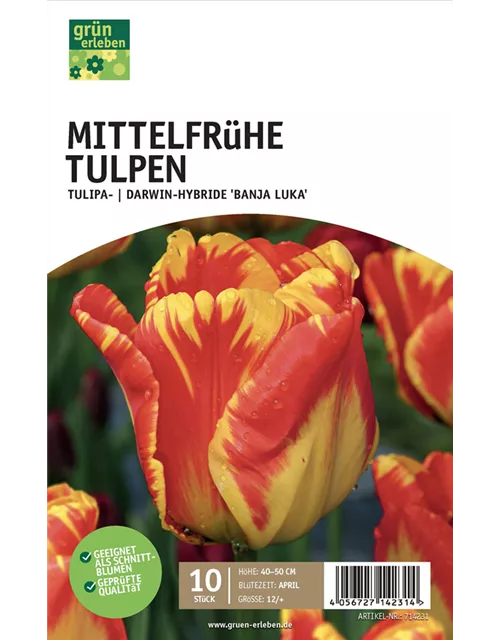 Darwin Hybrid-Tulpen