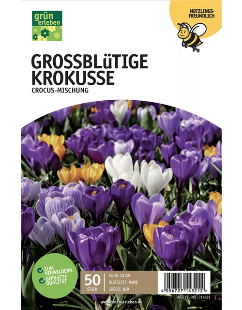 Krokus 