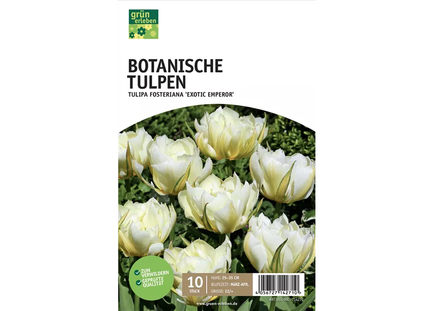 Fosteriana-Tulpen