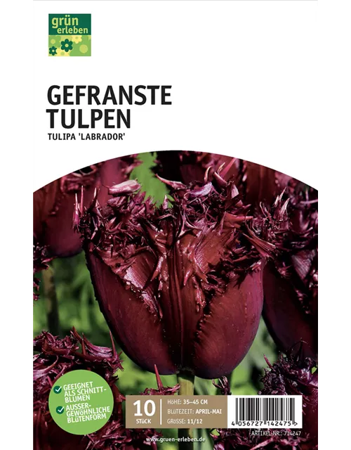 Gefranste Tulpen