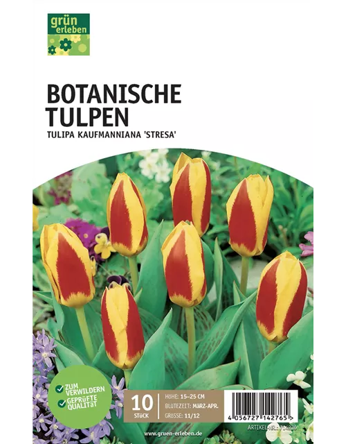 Botanische Kaufmanniana Tulpen