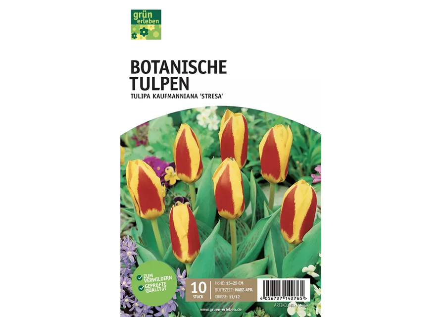 Botanische Kaufmanniana Tulpen