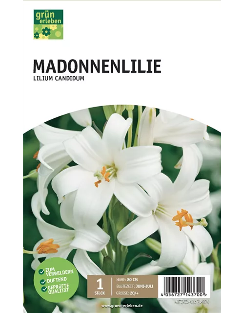 Madonnenlilie