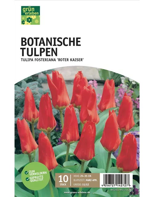 Botanische Tulpen