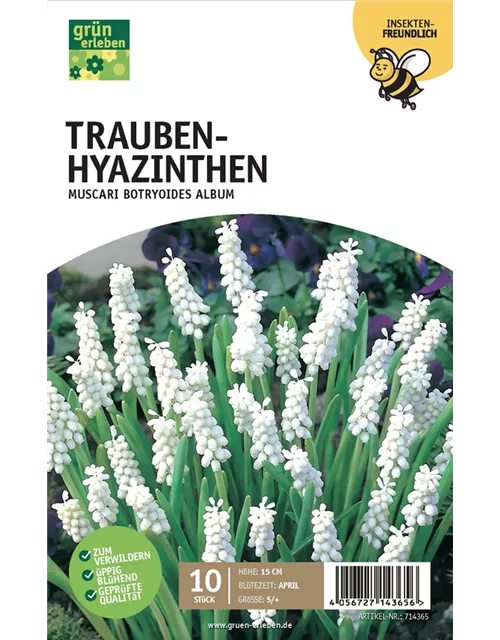 Traubenhyazinthen