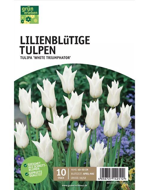 Tulpen lilienblütig 