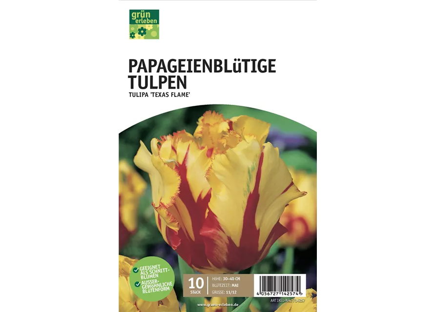 Papagei-Tulpen