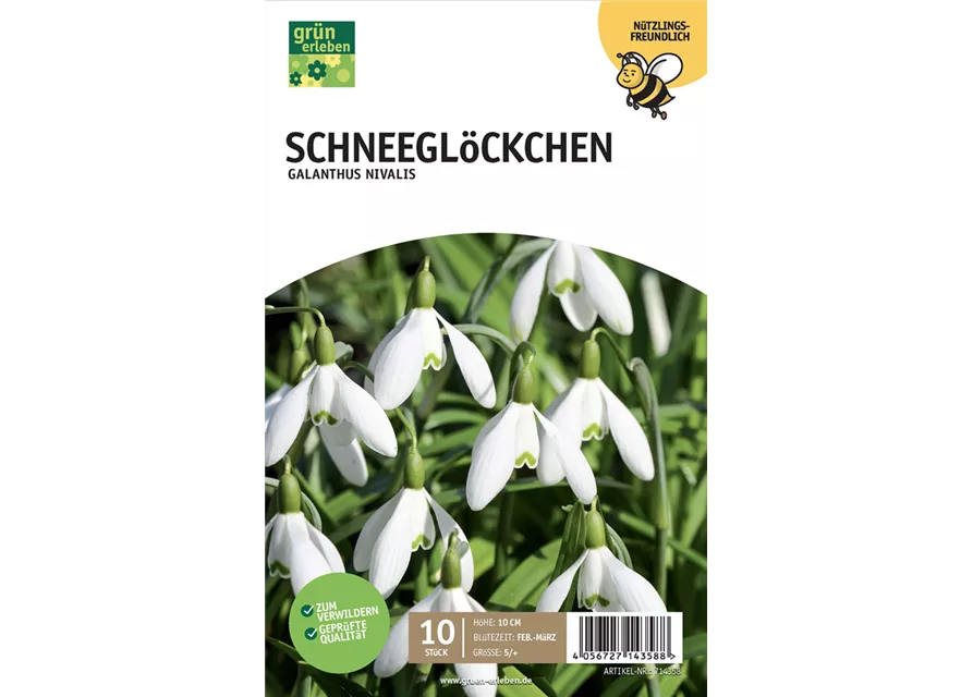 Schneeglöckchen