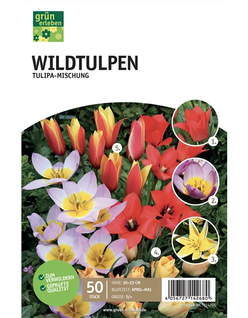 Wildtulpen