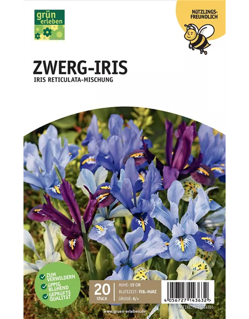 Zwerg Iris 