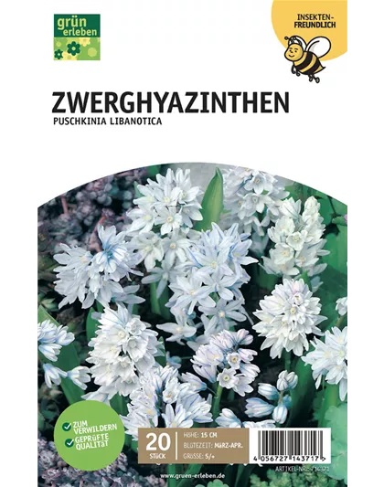 Zwerghyazinthe