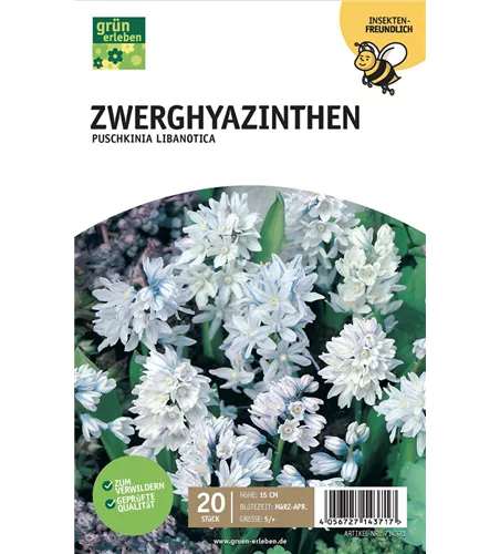 Zwerghyazinthe