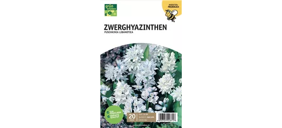 Zwerghyazinthe