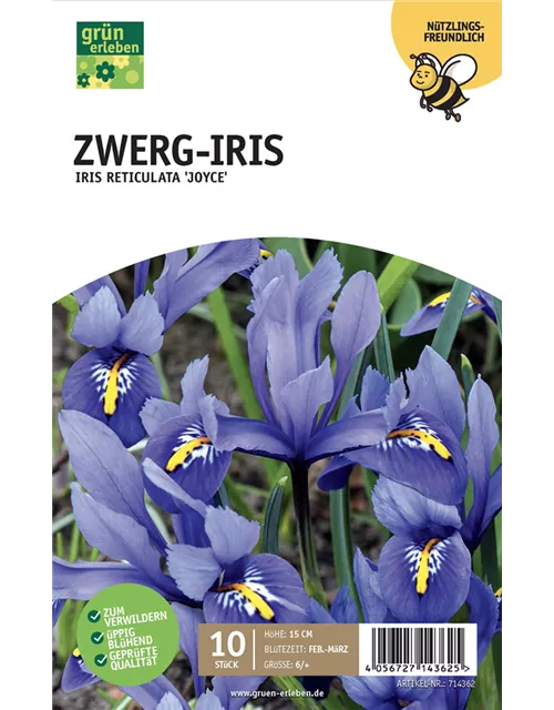 Zwerg-Iris