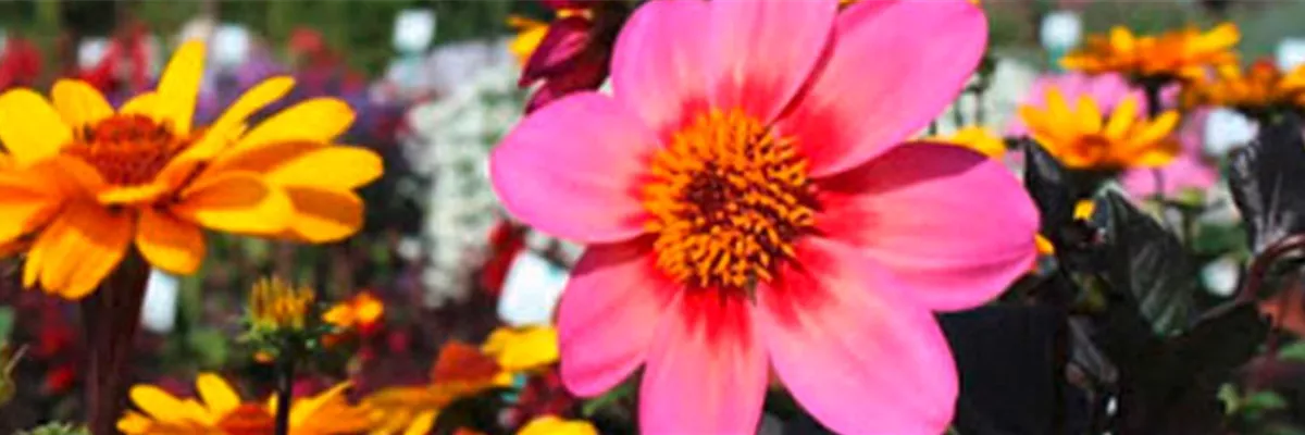 dahlie-rockin-rosi-pflanze-des-jahres-2020-gartenwelt-dauchenbeck-header