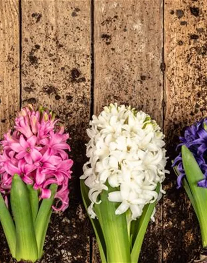 DER FRüHLING WIRD BUNT