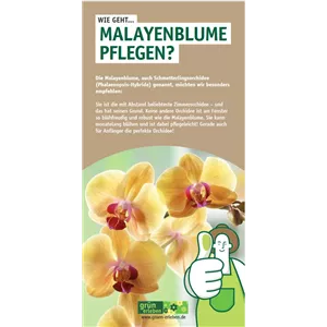 WIE GEHT... MALAYENBLUME PFLEGEN?