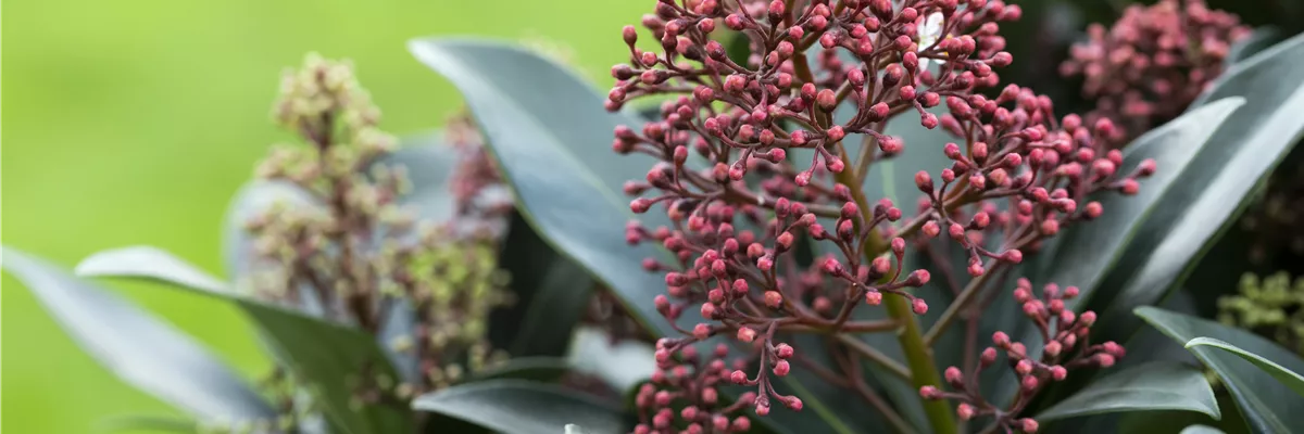 Skimmia japonica 'Rubella'